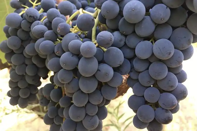 Si lavora sui vitigni che meglio esprimono la migliore tradizione enologica locale: Negramaro, Primitivo di Manduria e Fiano I quattro vini di Borrega L&rsquo;incarnazione della Puglia