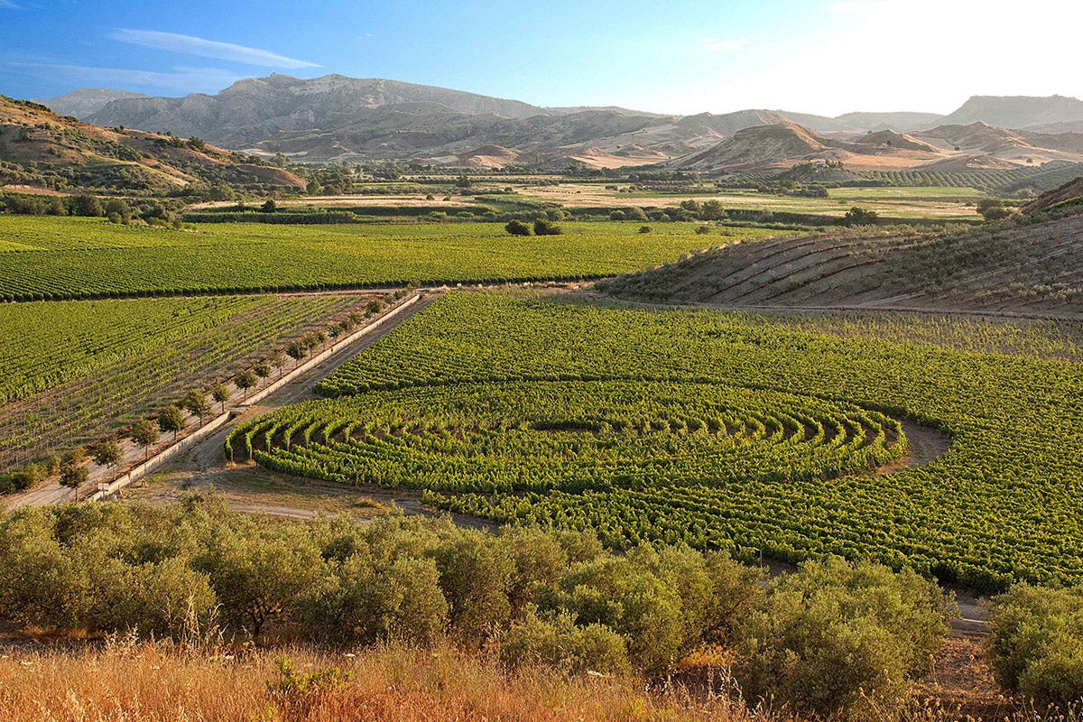 Il giardino varietale di Librandi Calabria, terra di antichi vitigni e grandi vini di qualità