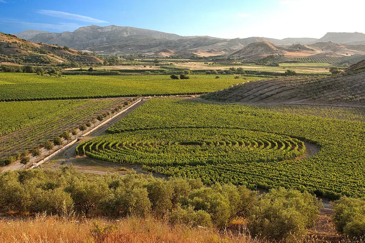 Il giardino varietale di Librandi Calabria, terra di antichi vitigni e grandi vini di qualit&agrave;
