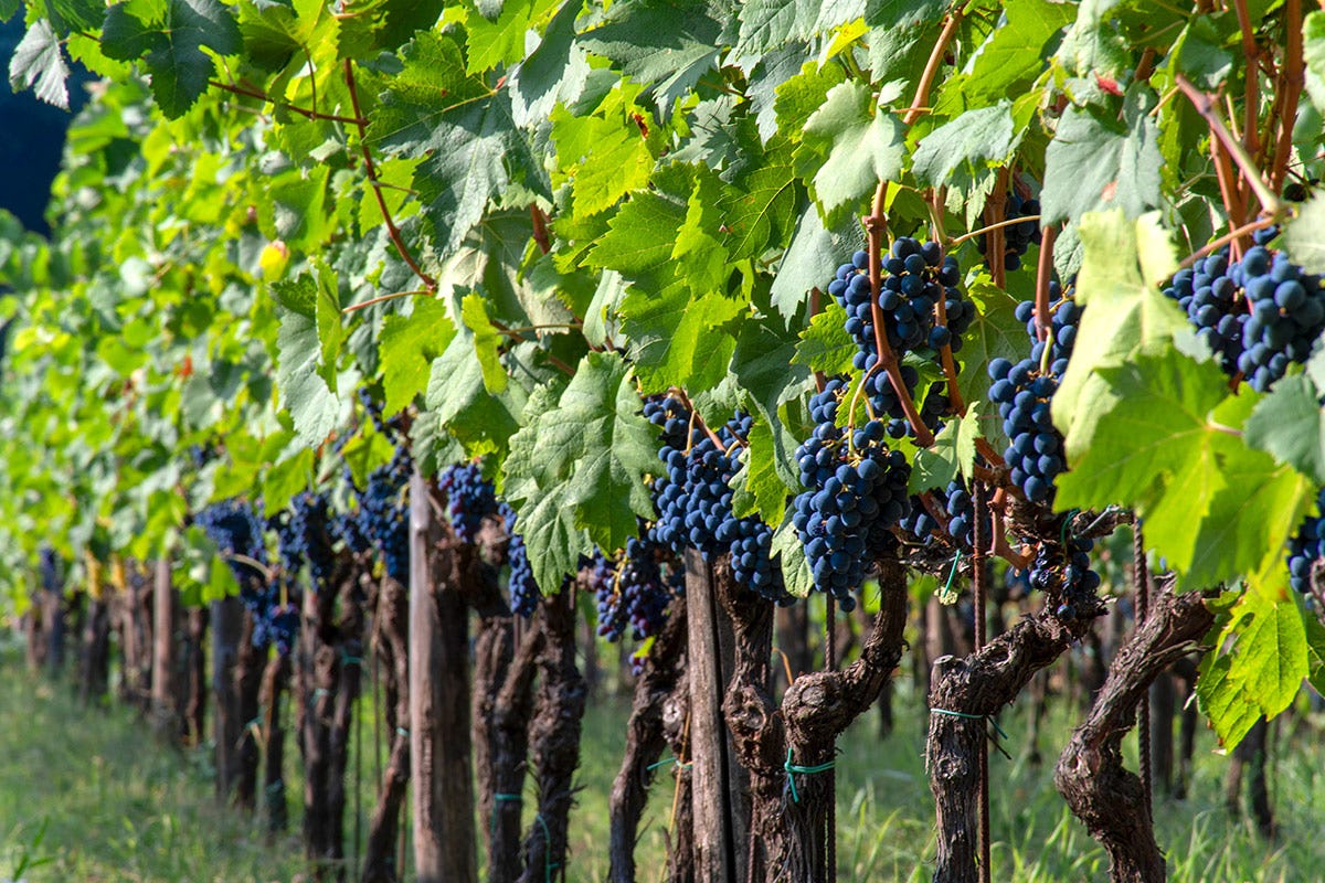 Uva Magliocco Calabria, terra di antichi vitigni e grandi vini di qualità