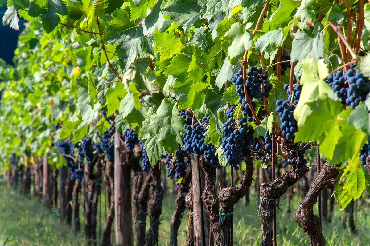 Uva Magliocco Calabria, terra di antichi vitigni e grandi vini di qualit&agrave;