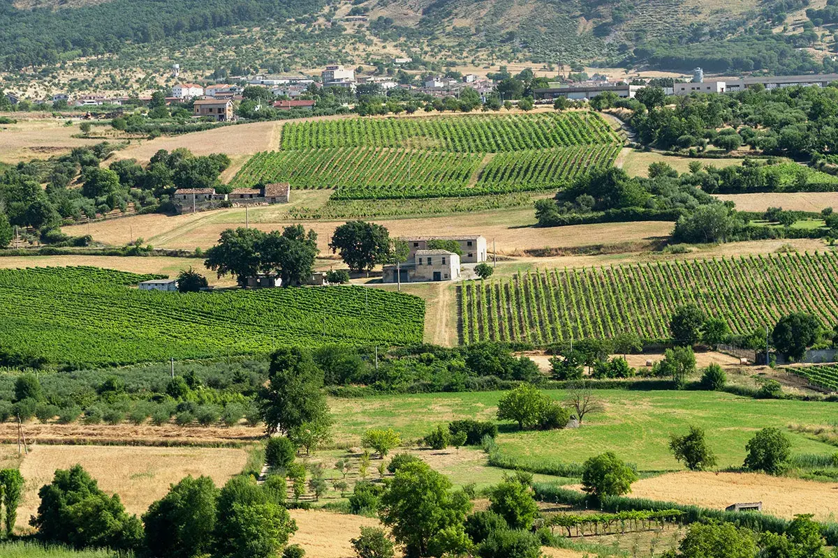 Calabria, terra di antichi vitigni e grandi vini di qualit&agrave;