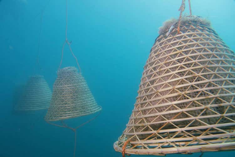 La tecnica prevede l'immersione dell'uva in mare per alcuni giorni (Il vino come 2500 anni fa Premiato esperimento all&rsquo;Elba)