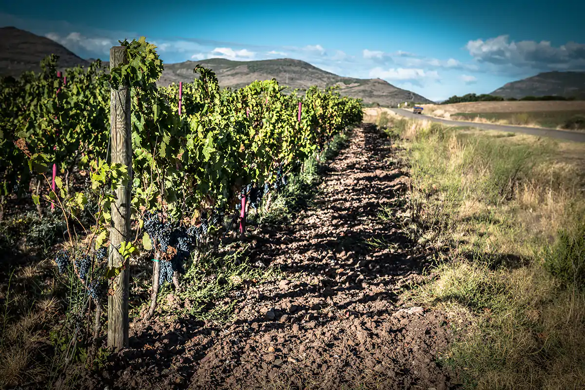 40 aziende fanno sinergia per generare una nuova economia Sardegna fa rete per l&rsquo;enoturismo Tra vino, archeologia e musica