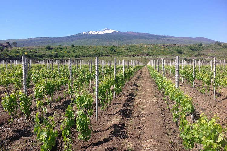 Osservatorio Etna Doc La cantine si raccontano