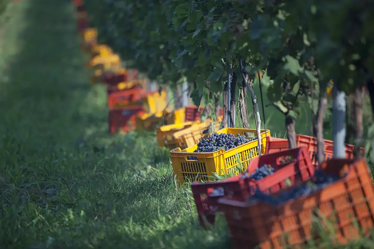 Il Lago di Grada &egrave; terra di grandi vini Chiari, freschi e dolci&hellip; vini! Viaggio tra le Doc del Lago di Garda