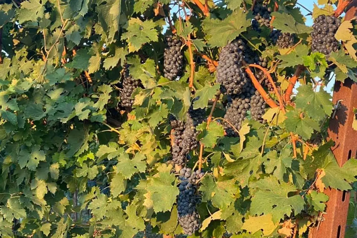 Nel 2017 Fabio ha creato un vigneto policlonale con alcune barbatelle di Grappello Ruberti Il &ldquo;caso&rdquo; la Fiuma: come un vino d&agrave; slancio a territorio ed enoturismo