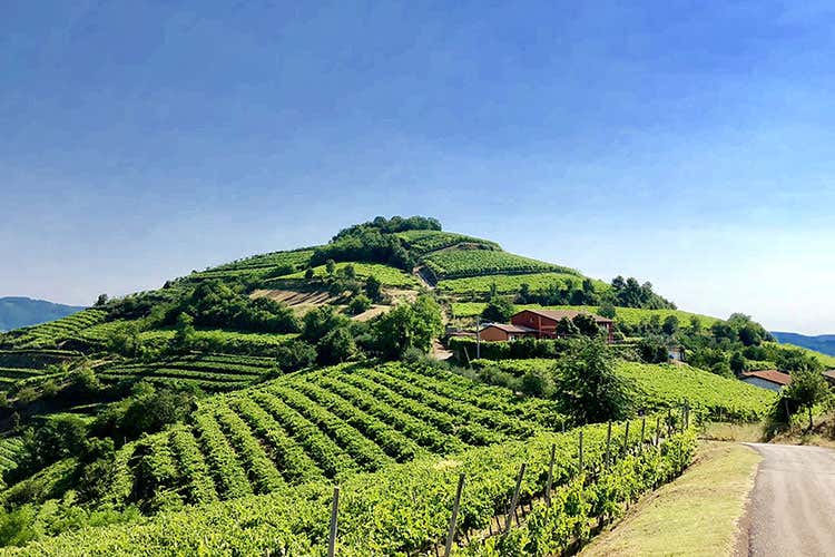 (Vino, cultura e territorio Così rinasce il Soave) (Vino, cultura e territorio Così rinasce il Soave)