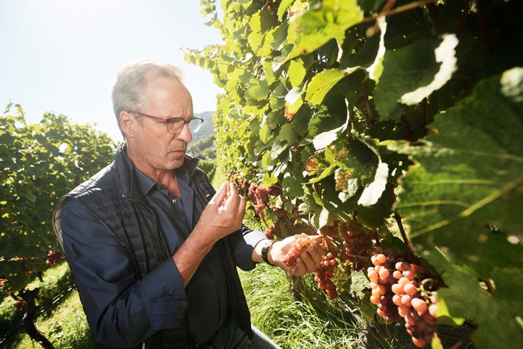 Le uve sono selezionate personalmente da Hans Terzer (Appius 2015, il vino da sogno di Terzer si svela alla Wine Week)