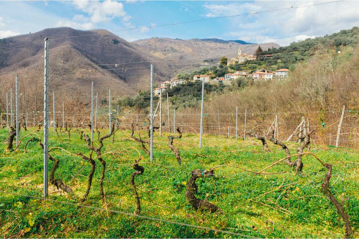 Vite in Riviera e quel tesoro chiamato Pigato: così sfida il Vermentino