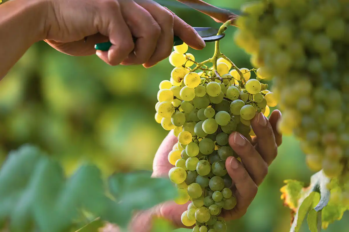 Il vino al centro della ripresa economica del paese Patuanelli e Garavaglia ad Assoenologi: Il vino al centro della ripresa economica