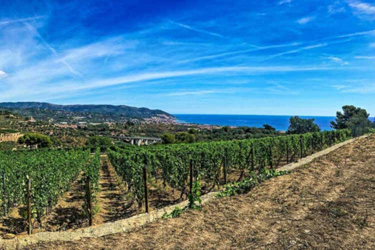 Vite in Riviera e quel tesoro chiamato Pigato: così sfida il Vermentino