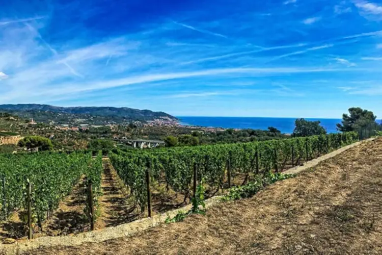 Vite in Riviera e quel tesoro chiamato Pigato: così sfida il Vermentino
