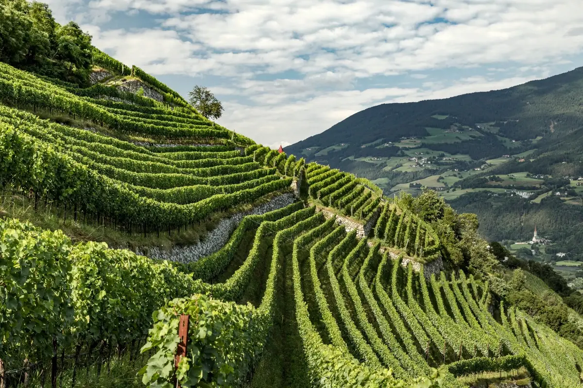 Le guide enologiche pi&ugrave; prestigiose premiano i vini dell'Alto Adige