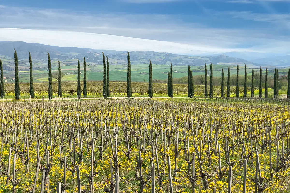 I vigneti della sperimentazione Vino dealcolato, paura eccessiva L'equilibrio pu&ograve; trovarsi nell'eccesso