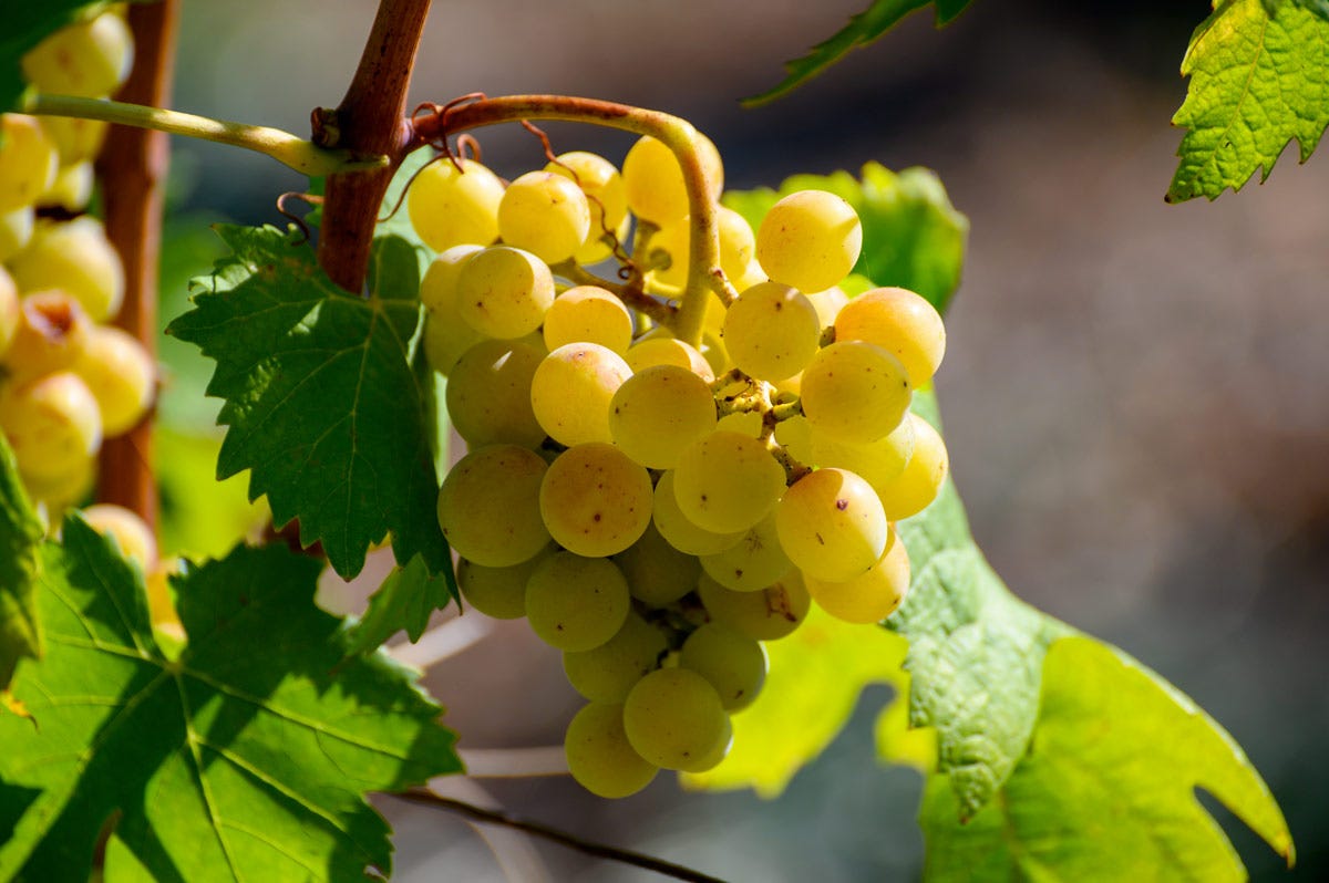 Il peso dei “colori” dei vini in Campania vede rossi e rosati al 60% e bianchi al 40% Campania: cresce il mondo del vino ma bisogna investire ancora