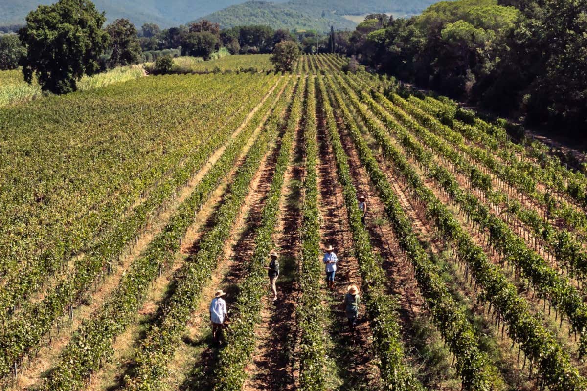 Bolgheri al femminile: l'impronta di Maria Fittipaldi Menarini nel mondo del vino Bolgheri al femminile: l'impronta di Maria Fittipaldi Menarini nel mondo del vino