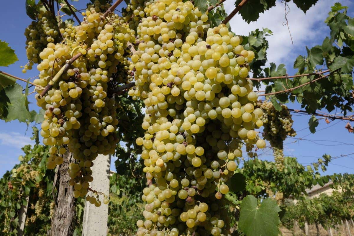 Per il New York Times due vini italiani tra i “memorabili” del 2023. Ecco quali sono Per il New York Times due vini italiani tra i “memorabili” del 2023. Ecco quali sono