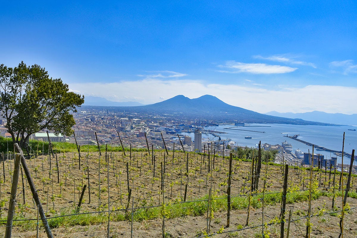 Vigneti vista Vesuvio Avere un buon vino non basta, bisogna saperlo vendere. Il caso Campania