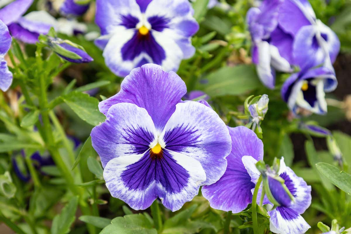 In primavera mangiamo i fiori: dalle rose alle primule che proprietà hanno