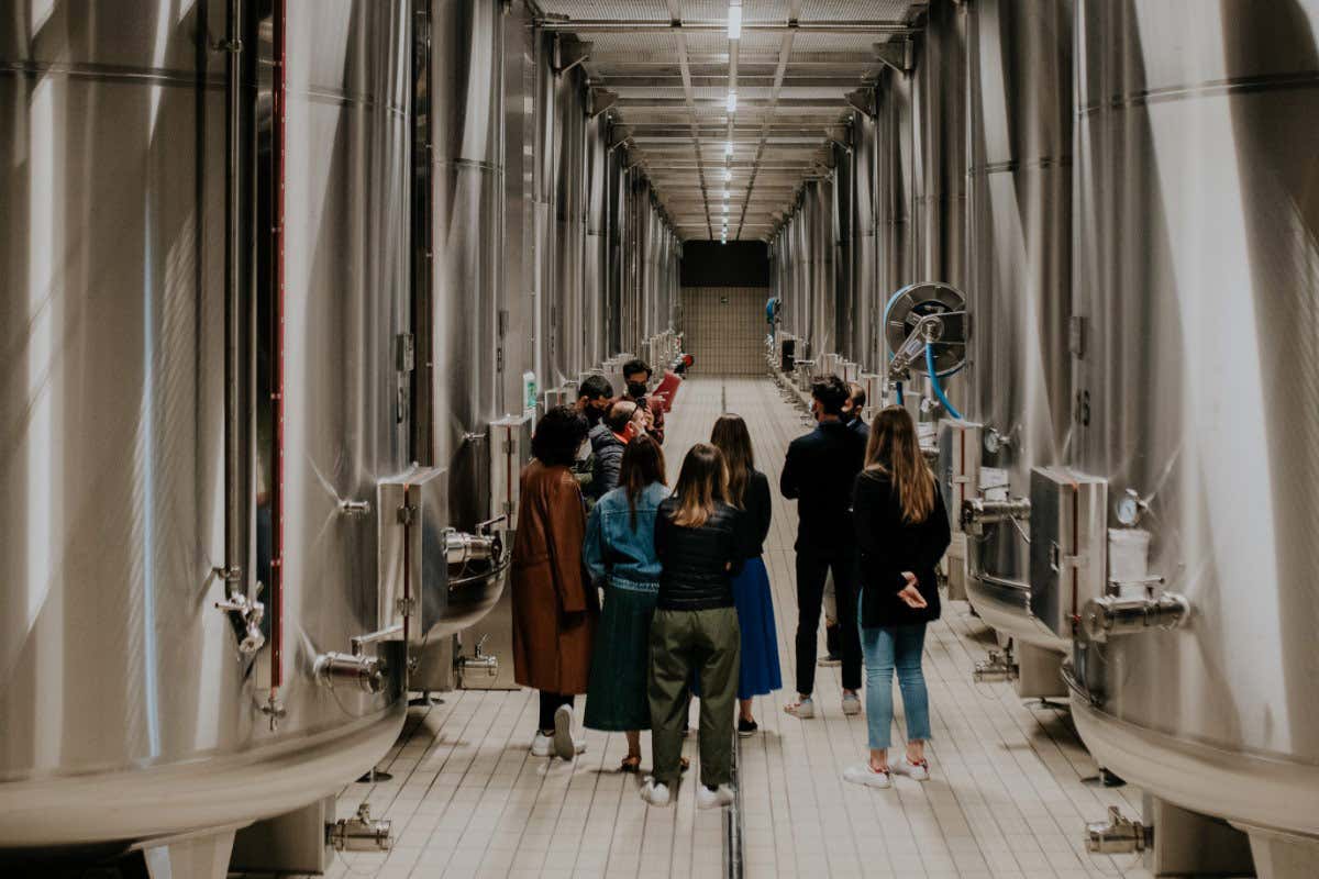 Visite guidate in cantina Lugana, da Cà Maiol esperienze sensoriali tra vino e natura