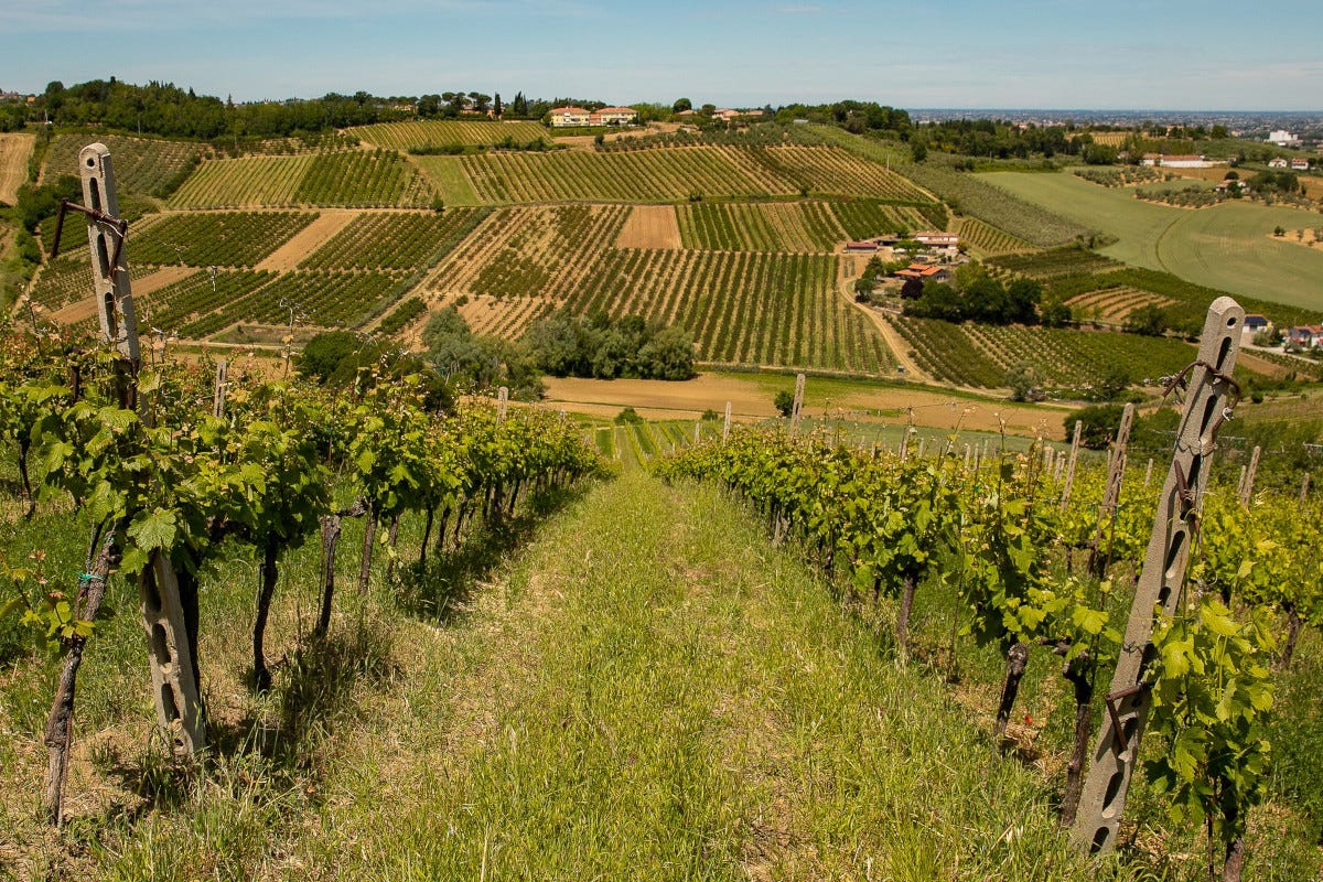 Le vigne di Vistamare  Vistamare, alla scoperta dei vini di Carlo Cracco
