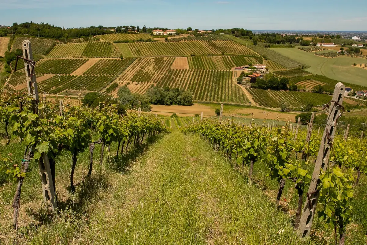 Le vigne di Vistamare&nbsp; Vistamare, alla scoperta dei vini di Carlo Cracco