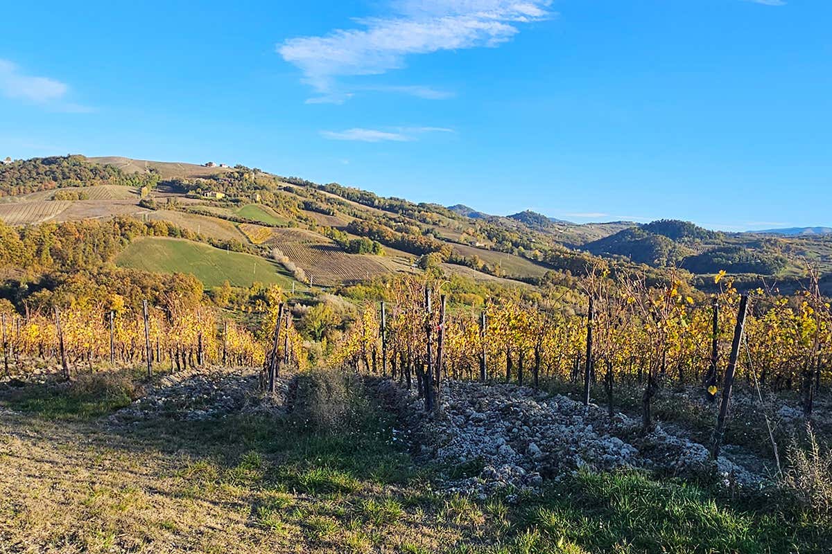 Vistarino: mille anni per arrivare al Pinot Nero che l’Italia stava aspettando Vistarino: mille anni per arrivare al Pinot Nero che l’Italia stava aspettando