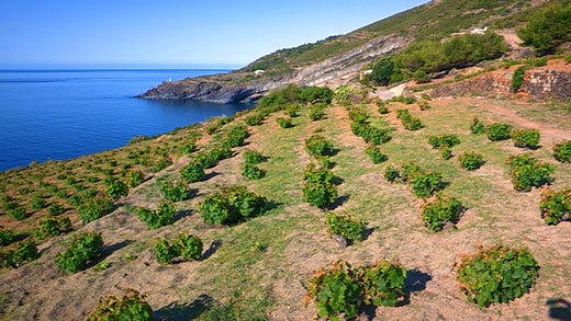La vite ad alberello di Pantelleria 
diventa Patrimonio mondiale Unesco