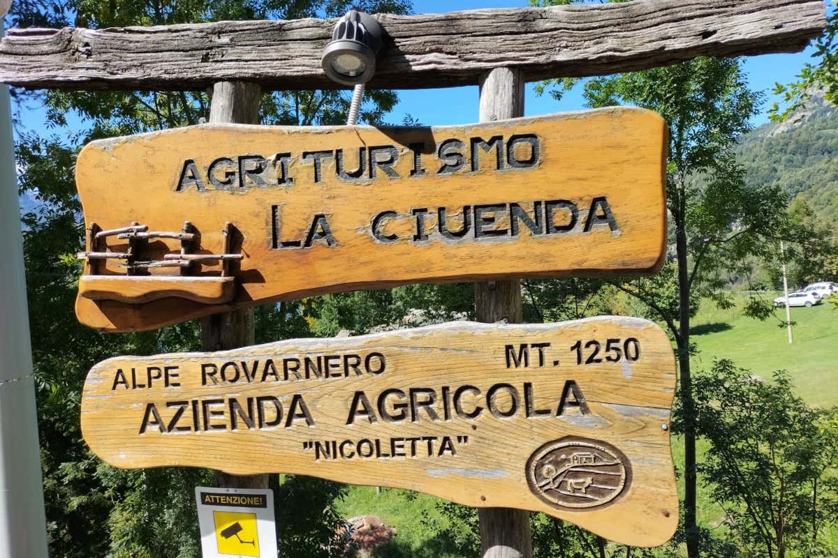 Viticoltura eroica: così il Nebbiolo sfida il clima tra i terrazzamenti dell’Alto Canavese
