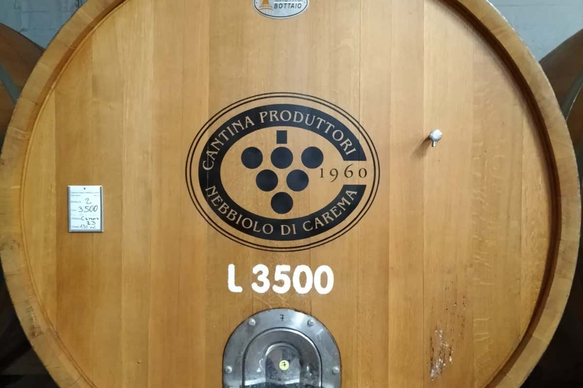 Viticoltura eroica: così il Nebbiolo sfida il clima tra i terrazzamenti dell’Alto Canavese