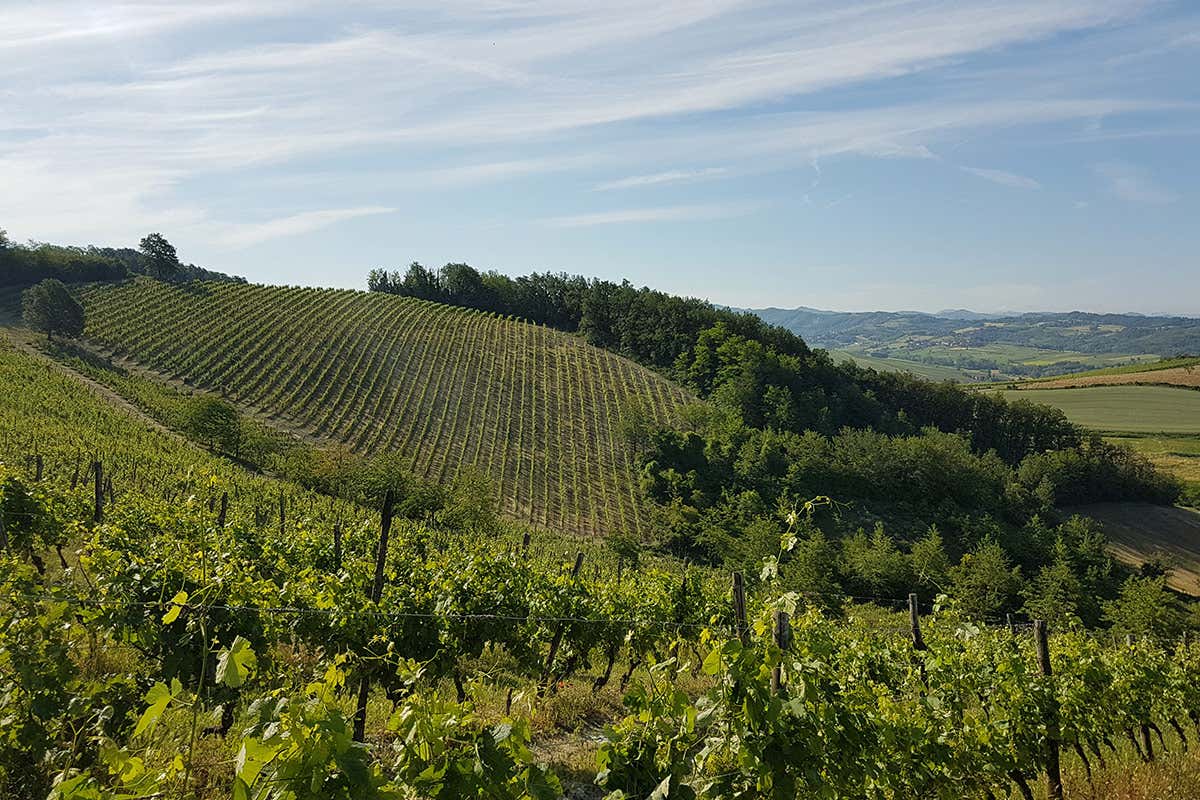 Derthona, l’anima bianca dei Colli Tortonesi che guarda al mondo