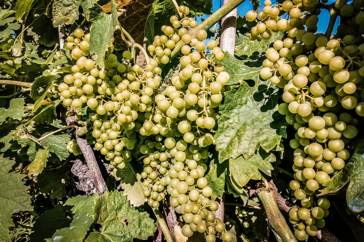 Pigato: il vino della Liguria che unisce mare, collina e nuove generazioni