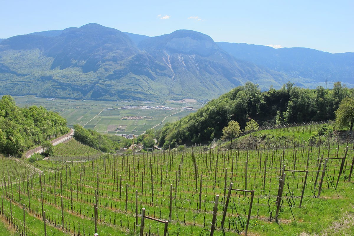Il Consorzio dei Vini dell’Alto Adige sta pensando di intraprendere un processo di zonazione  Pinot nero altoatesino: ecco i migliori dell’annata 2019