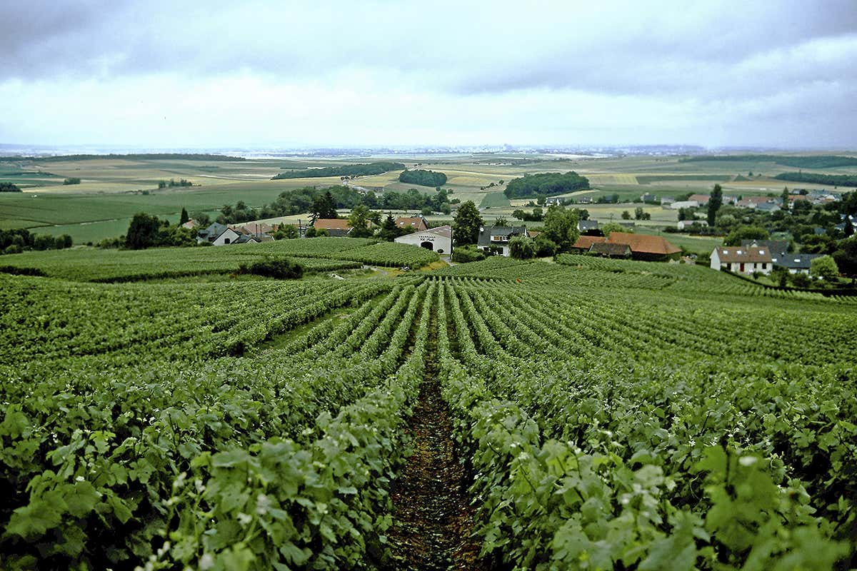 La lunga esposizione alla luce durante i cento giorni tra fioritura e vendemmia conferisce uve ricche di aromi e complessità