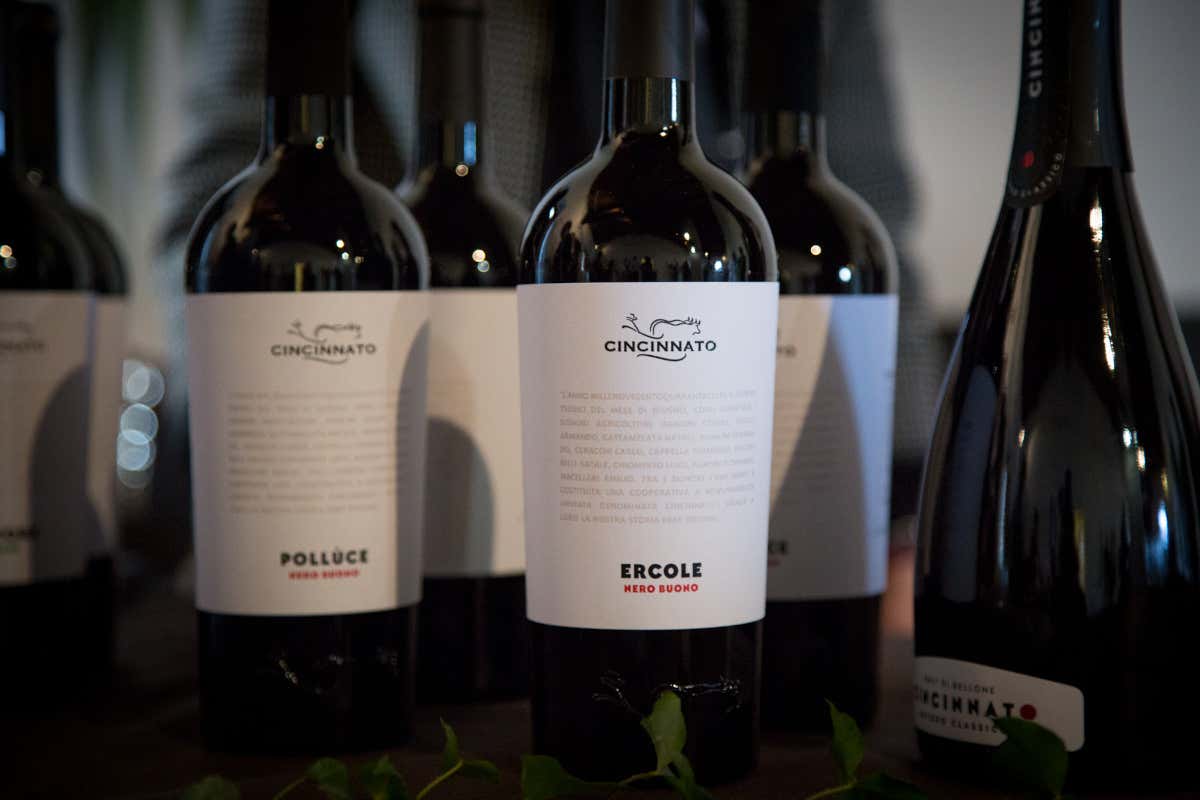 Dalla Tuscia all'Agro Pontino: i vini da scoprire nelle gite fuori porta da Roma Dalla Tuscia all'Agro Pontino: i vini da scoprire nelle gite fuori porta da Roma