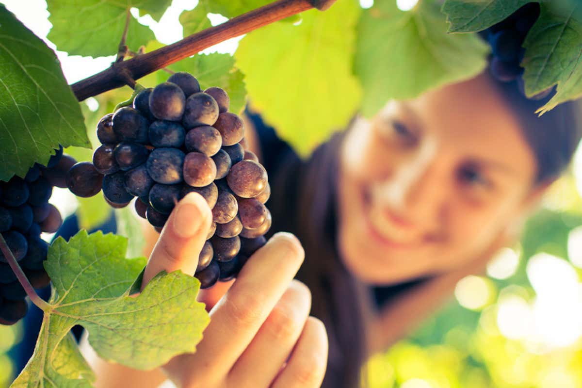 From the Nile to the glass: discovering the wines of Egypt From the Nile to the glass: discovering the wines of Egypt