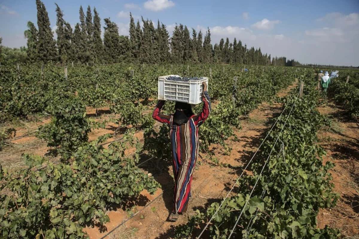 From the Nile to the glass: discovering the wines of Egypt From the Nile to the glass: discovering the wines of Egypt