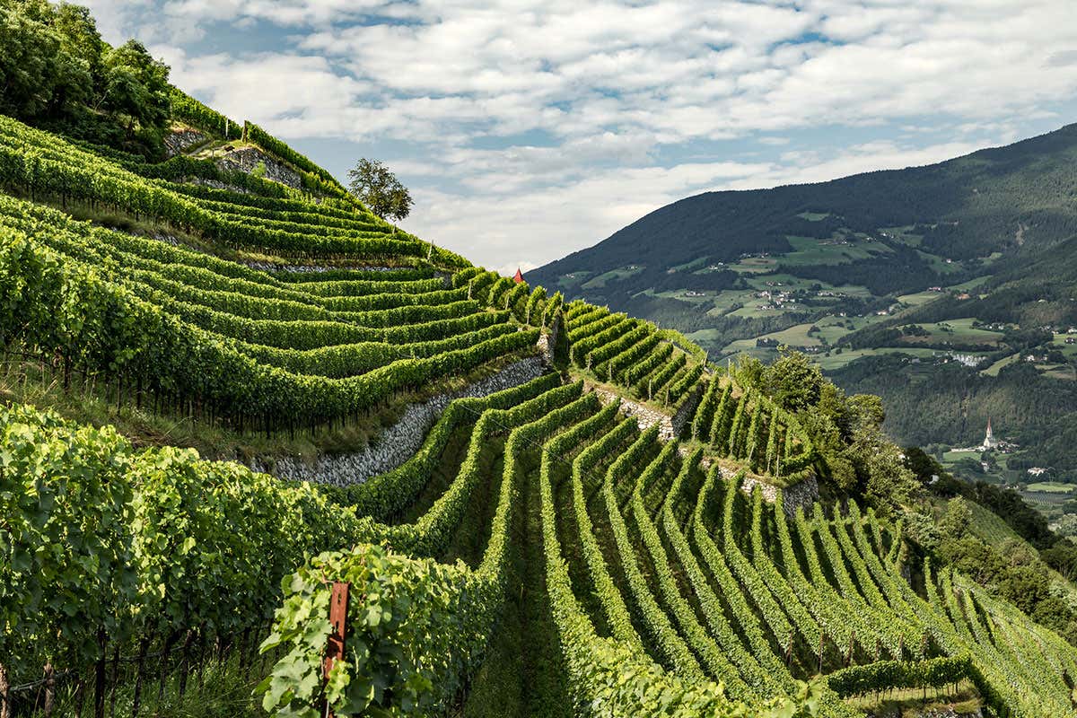 Vini Alto Adige, il nuovo disciplinare slitta al '24. Ma rimedia la vendemmia