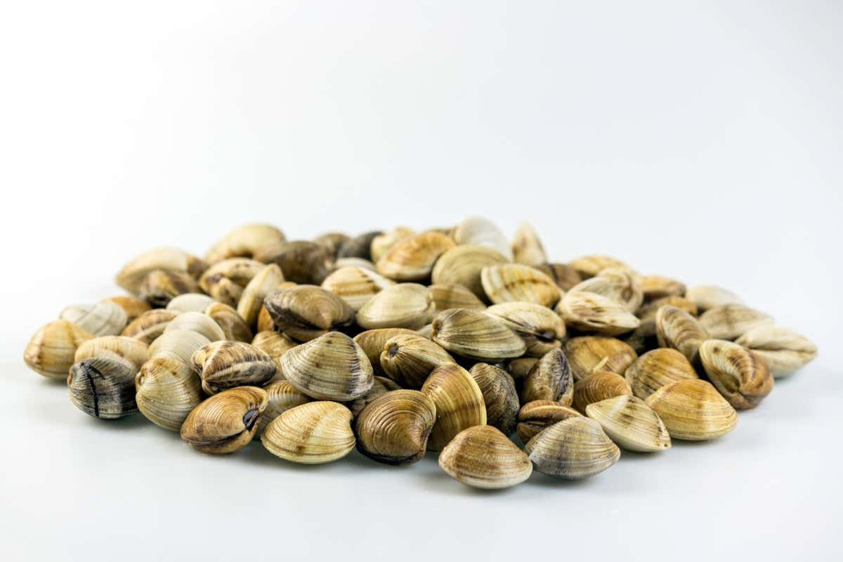 A Cupra Marittima per celebrare la vongola. Anzi, la Concola!