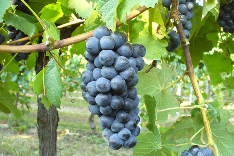Il vitigno ha rischiato di scomparire prima del Duemila (Vuillermin, il vitigno valdostanoche ha rischiato l’estinzione)