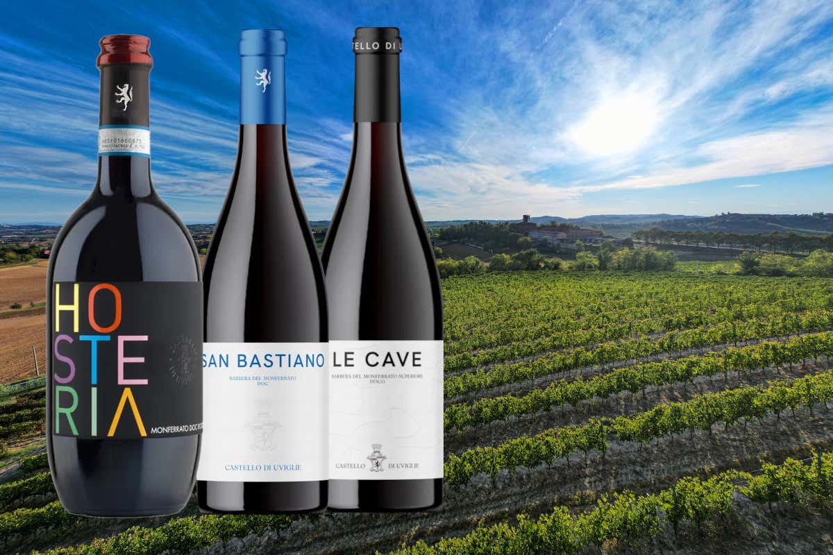 Cantina Castello di Uviglie: una storia tra vino, territorio e famiglia nel Monferrato