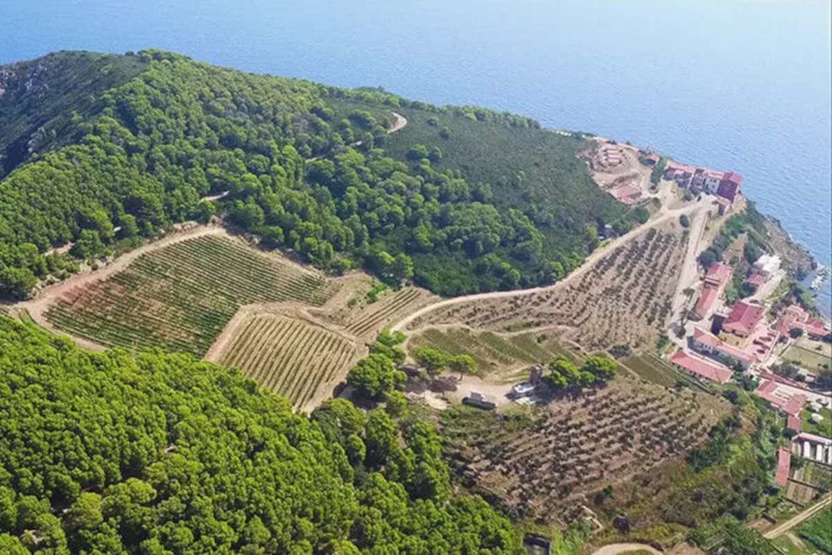 Gorgona 2024: il vino di Frescobaldi prodotto dai detenuti compie 13 anni