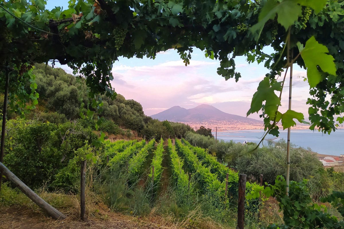 La vigna di San Martino, con la vista su Napoli Wine