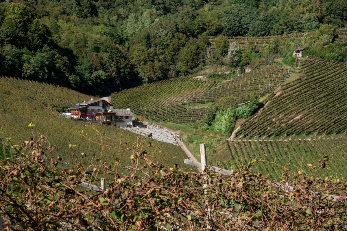 Wine Trekking Gourmet in Val di Cembra insieme a DoloViniMiti