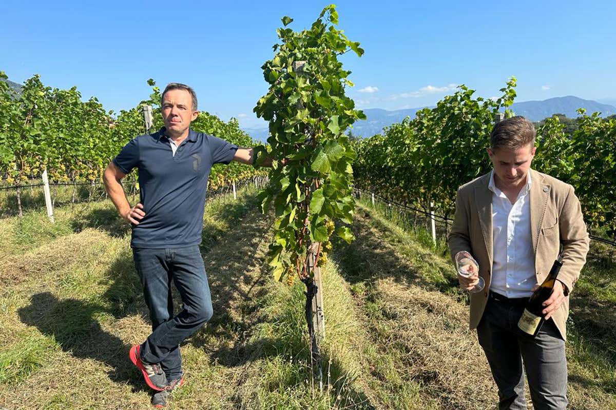 Vini Alto Adige, il nuovo disciplinare slitta al '24. Ma rimedia la vendemmia