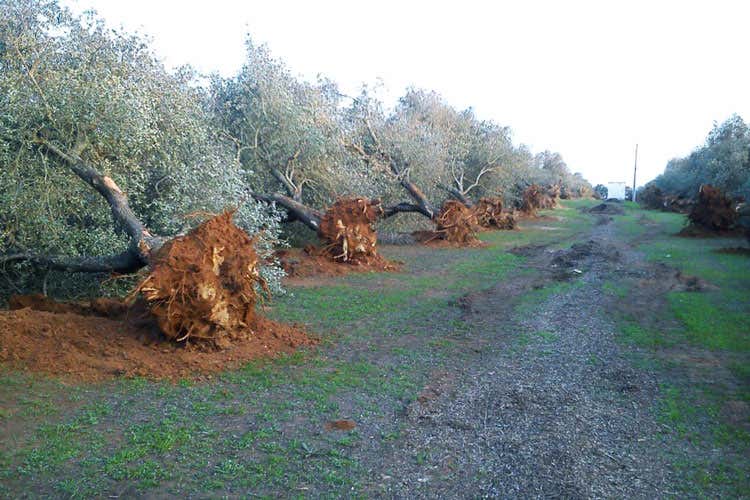 Il Governo ha stanziato 300 milioni di euro (Xylella, Italia Olivicola a Bellanova «I fondi siano solo per agricoltori») Il Governo ha stanziato 300 milioni di euro (Xylella, Italia Olivicola a Bellanova «I fondi siano solo per agricoltori»)