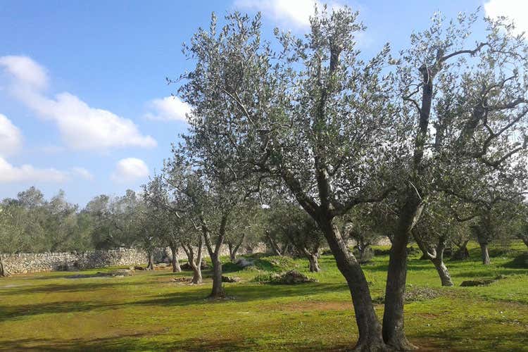 (Xylella, blitz aereo di Centinaio: «La colpa è anche dello Stato») (Xylella, blitz aereo di Centinaio: «La colpa è anche dello Stato»)