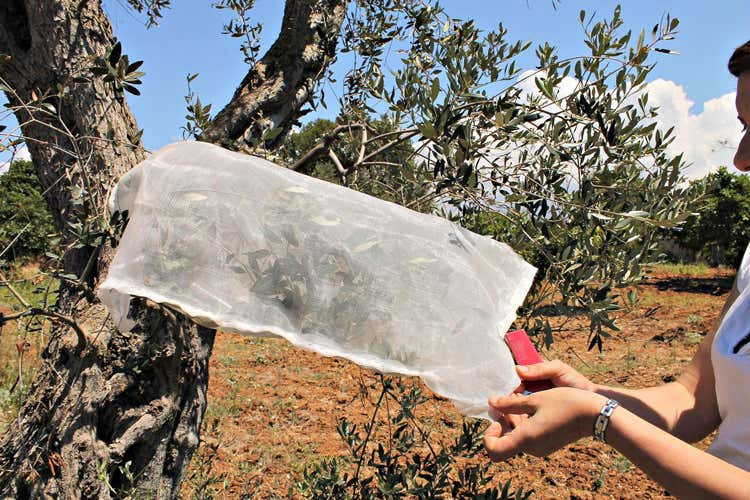 Le piante malate sono state trovate nelle province di Brindisi e Taranto (La Xylella corre verso NordScoperte altre decine di ulivi infetti)