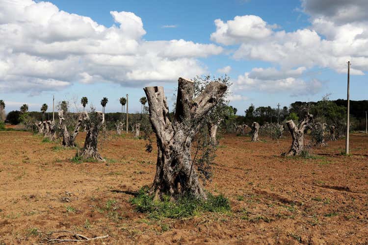 Alberi distrutti dal batterio killer in Puglia (Xylella, un piano salva-ulivi Al via i primi abbattimenti)
